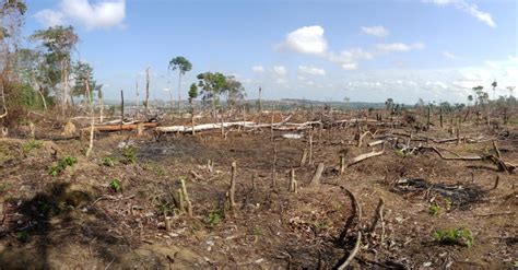 La Révolte des Plantes Sauvages : Un Soulèvement Agricole en Amazonie Précolombienne contre l'Expansion Impériale Tupinambá