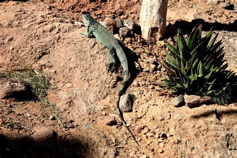 Le Sacrifice de la Grotte aux Serpents: Un Rituel Maya Complexe à la Lumière du Pouvoir et du Changement Cosmologique